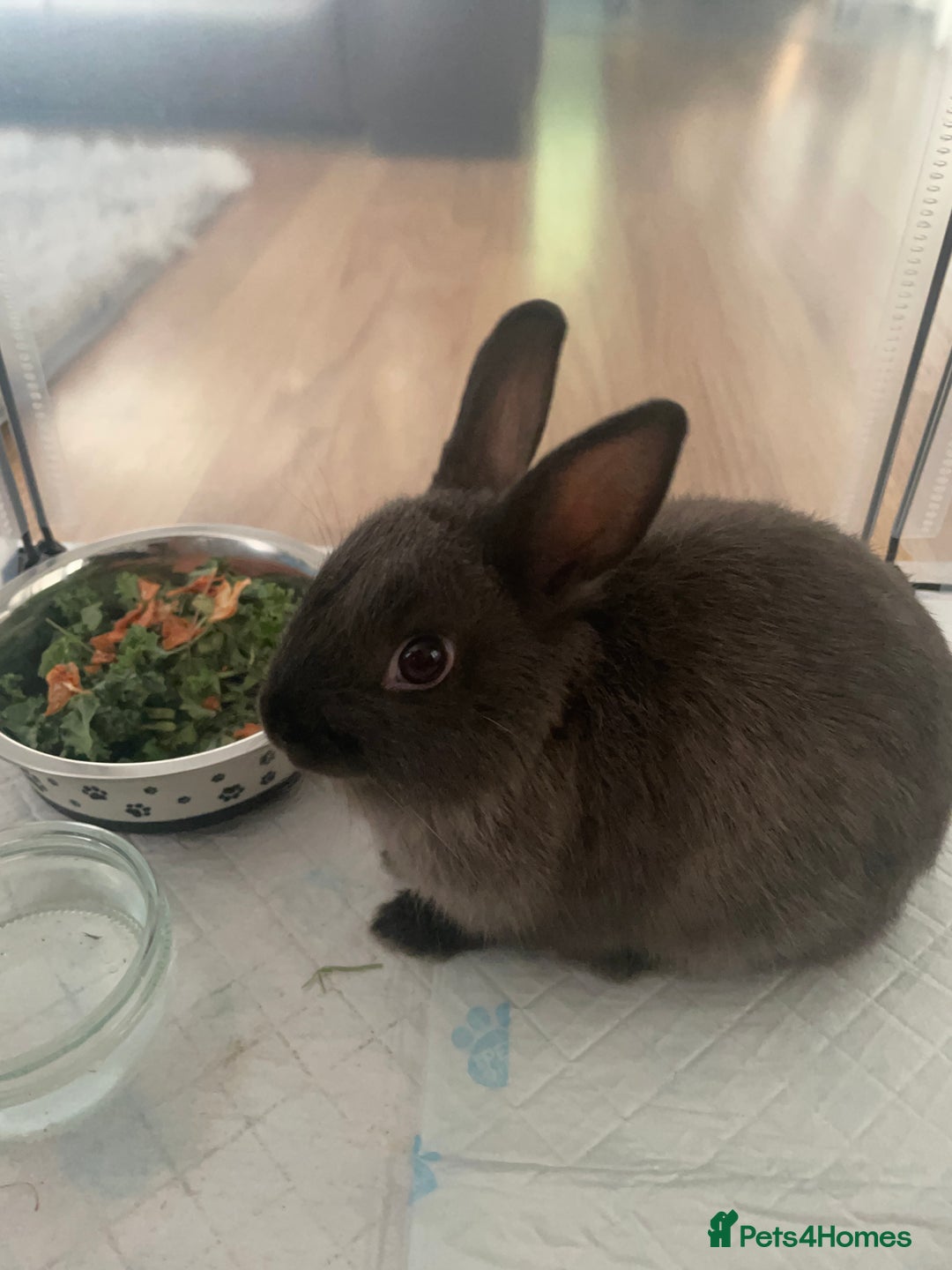 Netherland Dwarf rabbits for sale: Grey Netherland dwarf  - Image 5