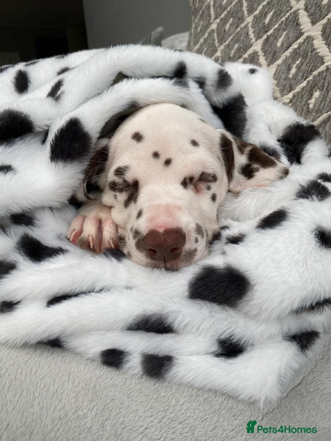 Dalmatian dogs for stud: Kc Reg Proven stud Dalmatian  in Ormskirk - Advert 13