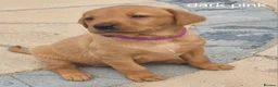 Labrador Retriever dogs for sale: 3 Fox Red girl puppies left.Available from 10/7/26 - Advert 37