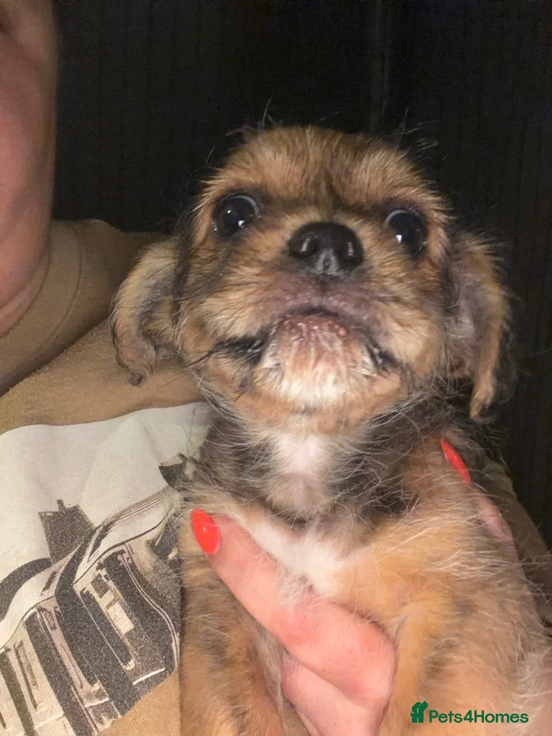 Shorkie dogs for sale: 2 males left  in Luton - Advert 2