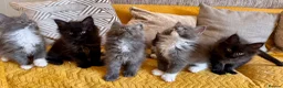 Maine Coon cats for sale: Exceptional TICA Pedigree Maine Coon Kittens - Advert 17
