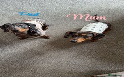 Dachshund dogs for sale: Miniature dachshund puppies  - Image 7
