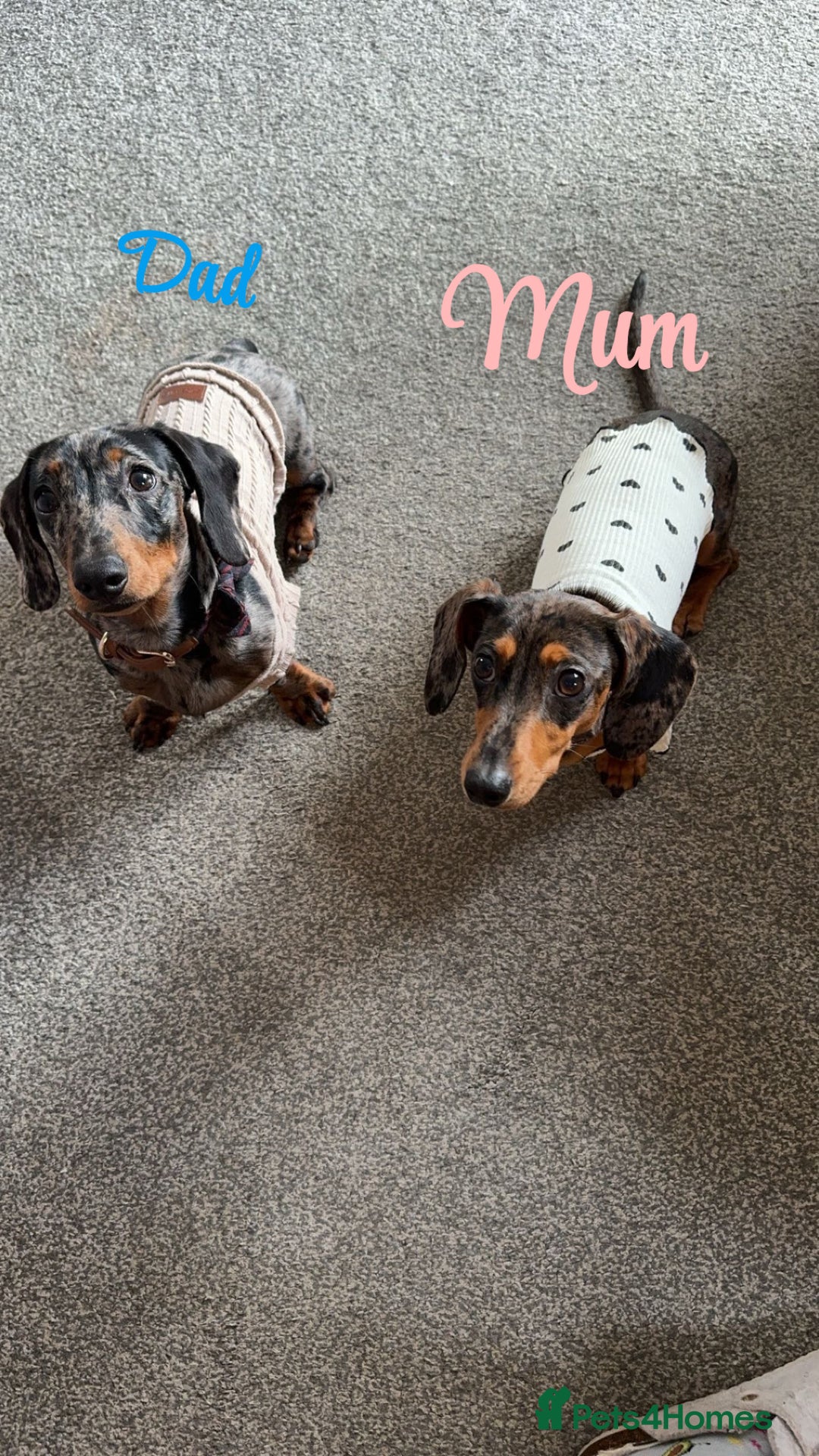 Dachshund dogs for sale: Miniature dachshund puppies  - Image 7
