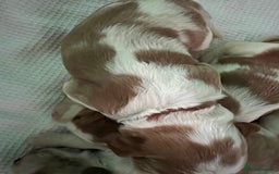 Welsh Springer Spaniel dogs for sale: 3 Girls Fully Health Tested Parents  - Image 15