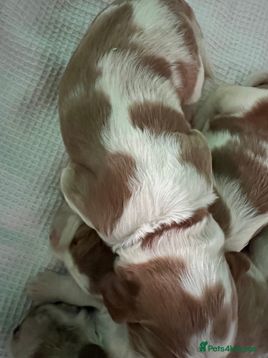 Welsh Springer Spaniel dogs for sale: 3 Girls Fully Health Tested Parents  - Image 15