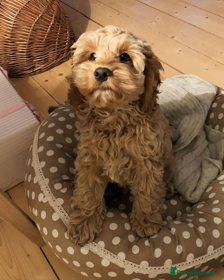 Cockapoo dogs Meet Our Adorable Cockapoo - Advert 1