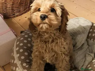 Cockapoo dogs Meet Our Adorable Cockapoo - Advert 5