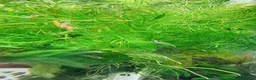 Platies fish for sale: Beautiful small Platy, Guppy shrimps&Pleco-HobbyTK - Advert 25