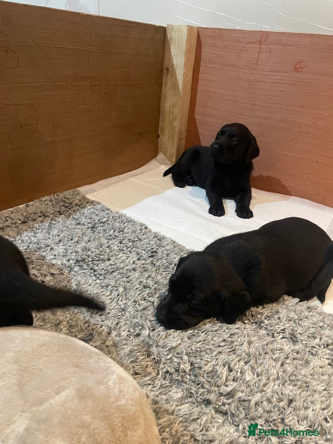 Labrador Retriever dogs for sale: Black Labrador puppies - Advert 7
