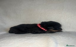 Rottweiler dogs for sale: Stunning Rottweiler puppies  - Image 7