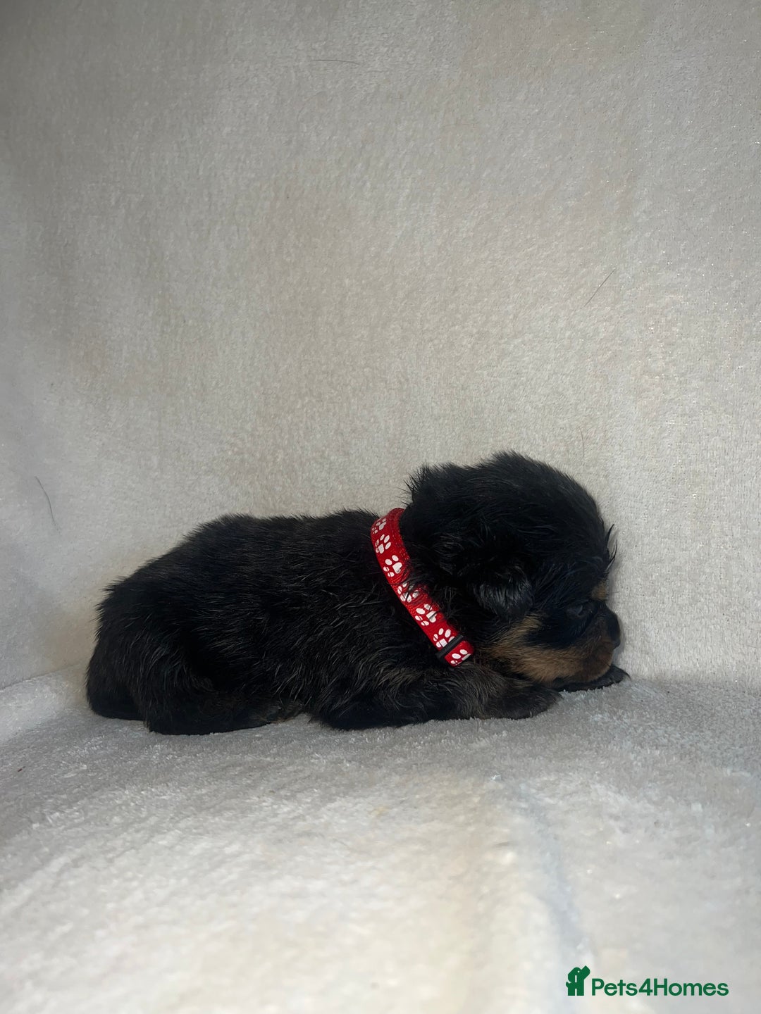 Rottweiler dogs for sale: Stunning Rottweiler puppies  - Image 7