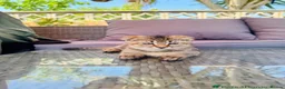 Scottish Fold cats for sale: ✨Kittens looking for forever home ✨ - Advert 17