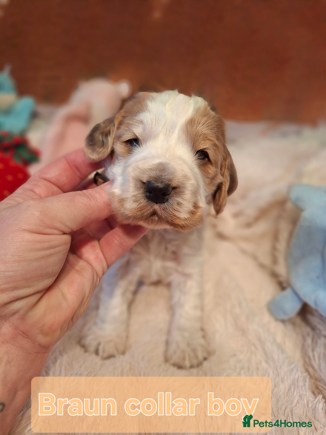 Cocker Spaniel dogs for sale: KC Registered Stunning Show tipe cocker spaniel  - Advert 5