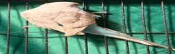 Budgerigars birds for sale: NON-FLYERS  Pair of Budgies – £40 for the pair - Advert 7