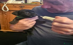 Mixed Breed dogs for sale: 1 pup available  - Image 9