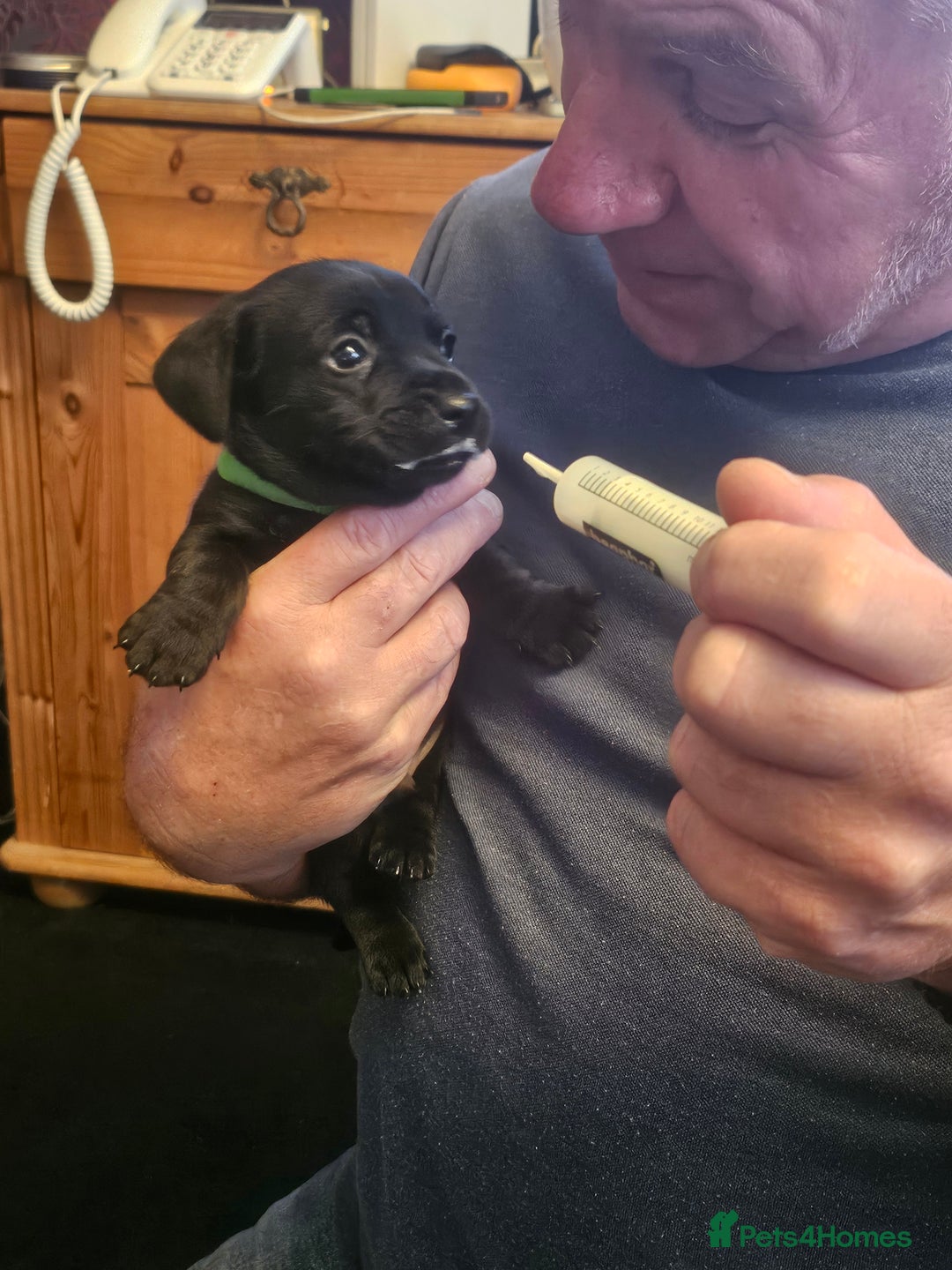 Mixed Breed dogs for sale: 1 pup available  - Image 9