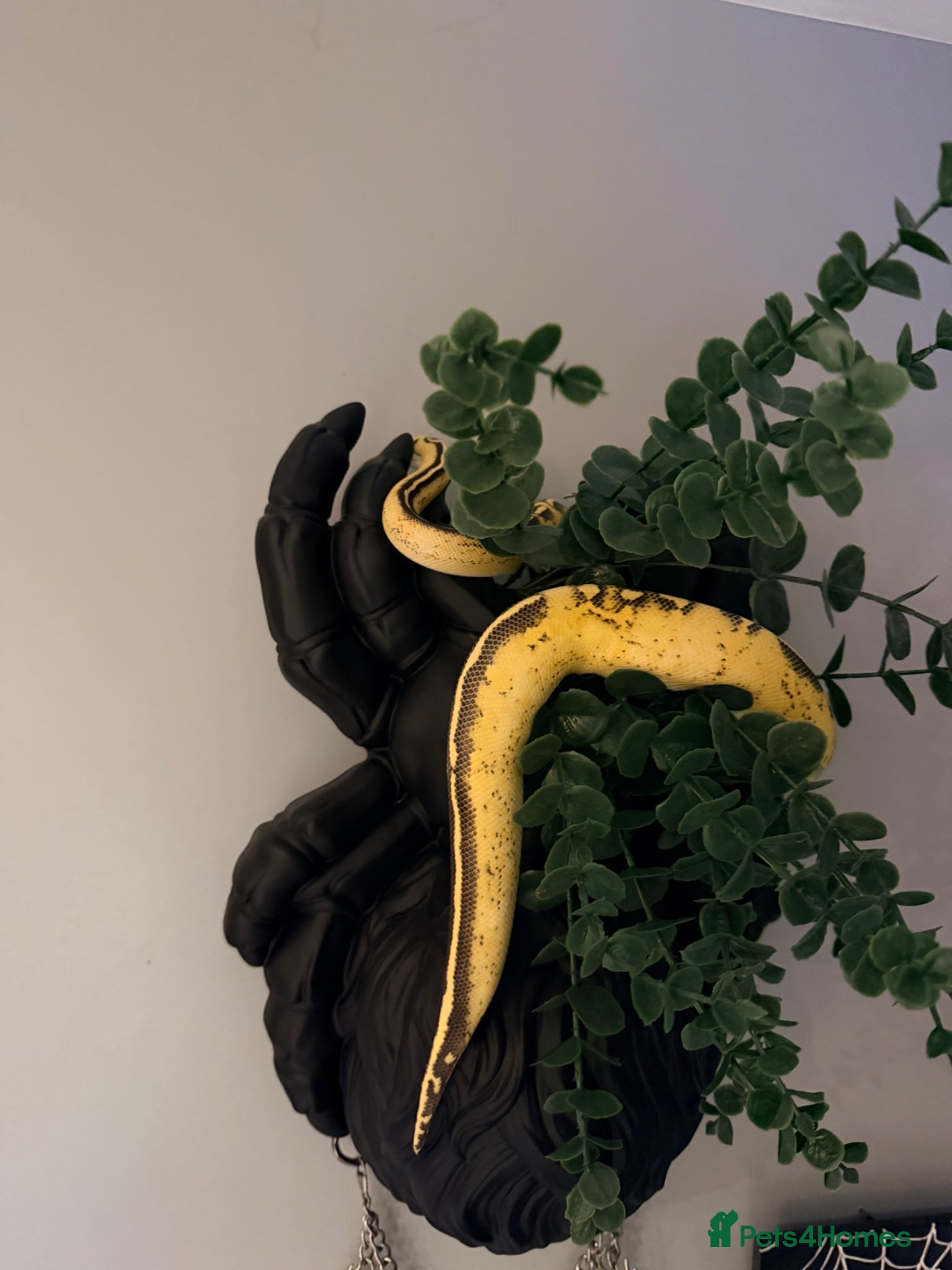 Python Snake reptiles Ball python  - Advert 8