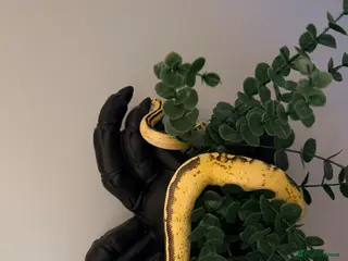 Python Snake reptiles Ball python - Advert 8