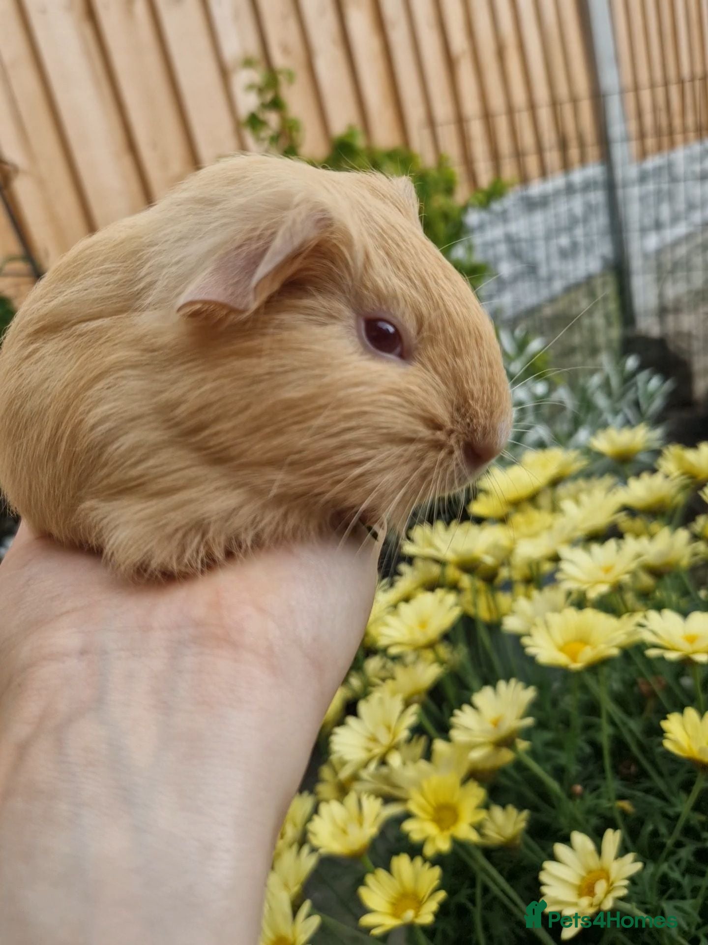 Guinea Pig rodents 💖 Tinkerbell Looking for a Loving Forever Home 💖 - Advert 2