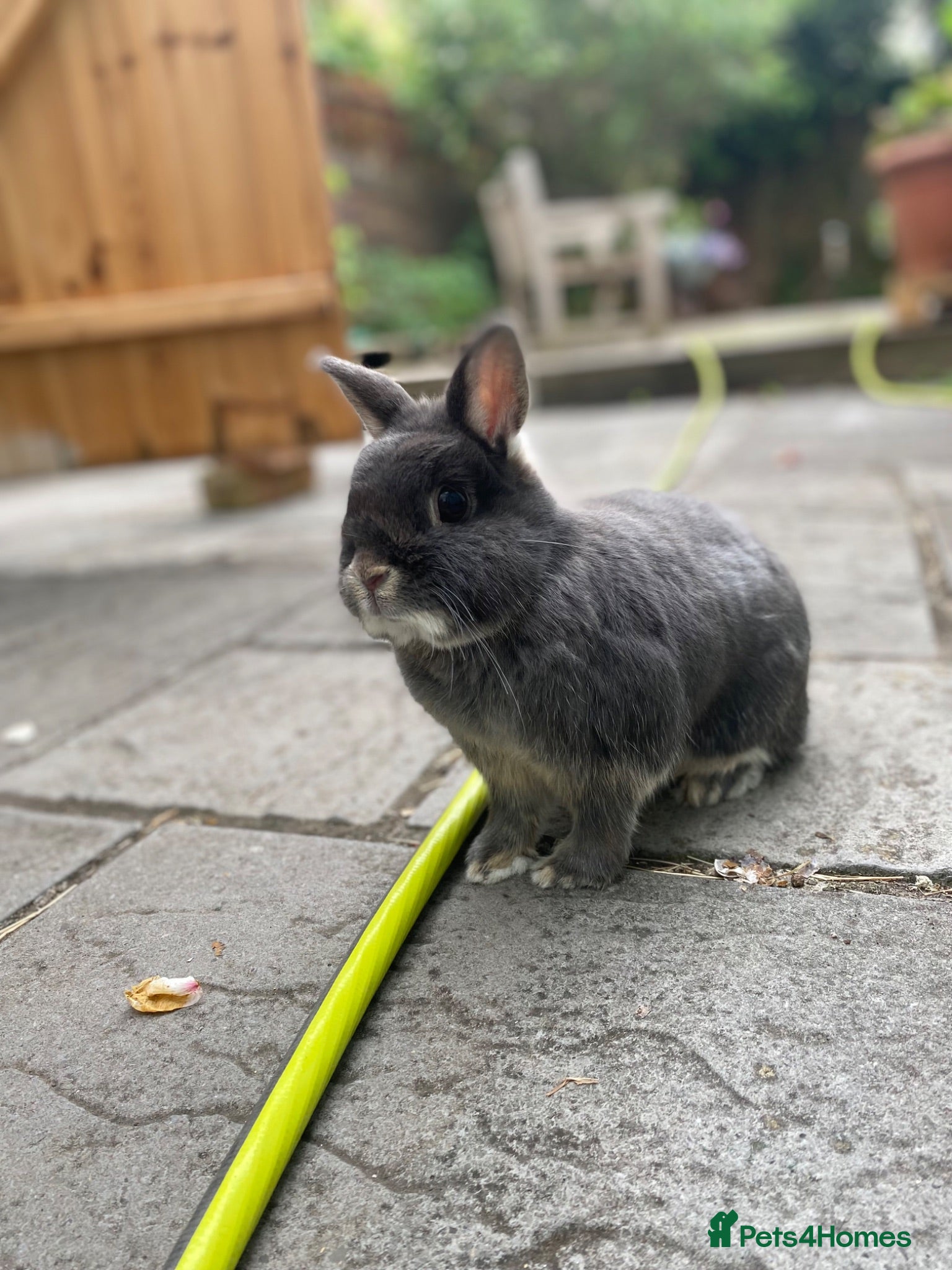 Netherland Dwarf rabbits Beautiful Blue Otter Netherland Dwarf Rabbit  - Advert 2