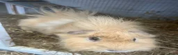 Guinea Pig rodents for sale: 2x Boars for sale  in Birmingham - Advert 5