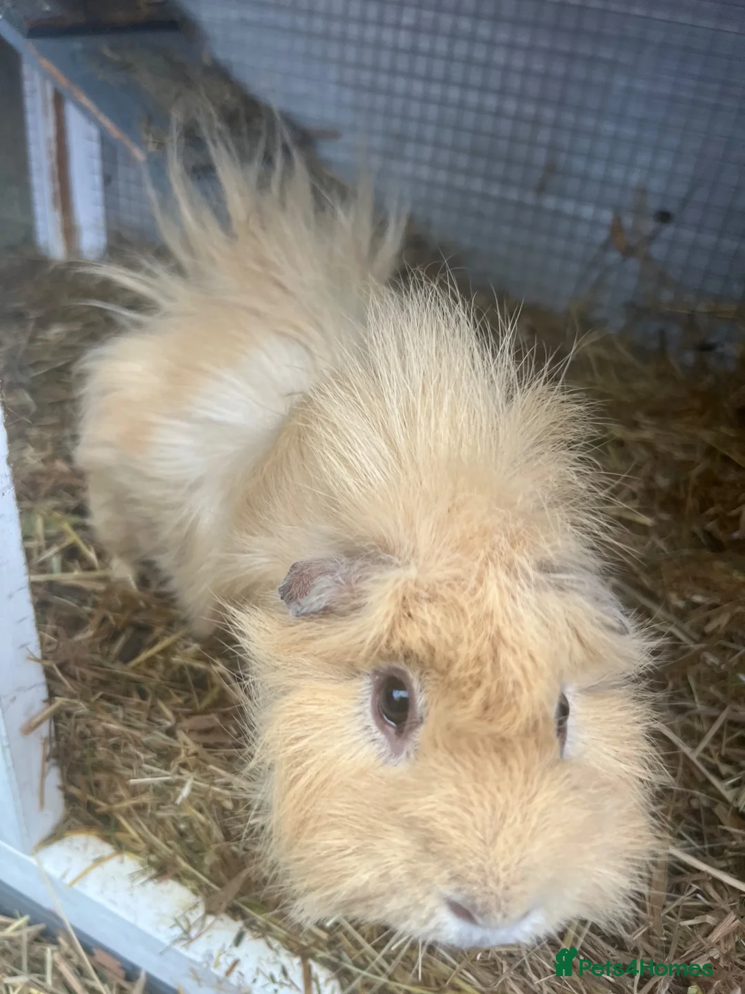 Guinea Pig rodents for sale: 2x Boars for sale  in Birmingham - Advert 5