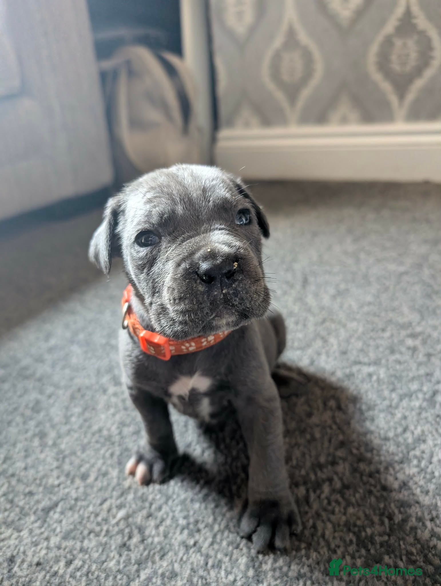 Cane Corso dogs 🐾 Beautiful Cane Corso Mastiff Puppies for Sale  - Advert 2