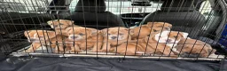 Olde English Bulldogge dogs for sale: Olde English bulldog 5 gen of health genetic clear - Advert 15