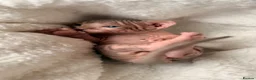 Sphynx cats for sale: ✨ tiny Canadian Sphynx elves ✨ - Advert 24