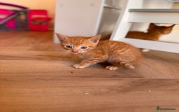 British Shorthair cats for sale: 6 British shorthair/calico kittens ready now - Image 10