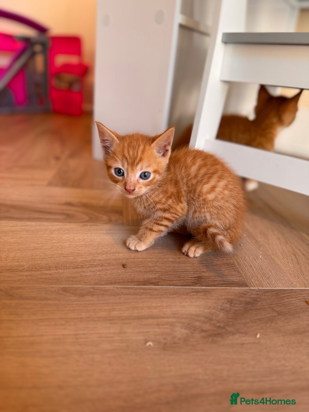 British Shorthair cats for sale: 6 British shorthair/calico kittens ready now - Image 10