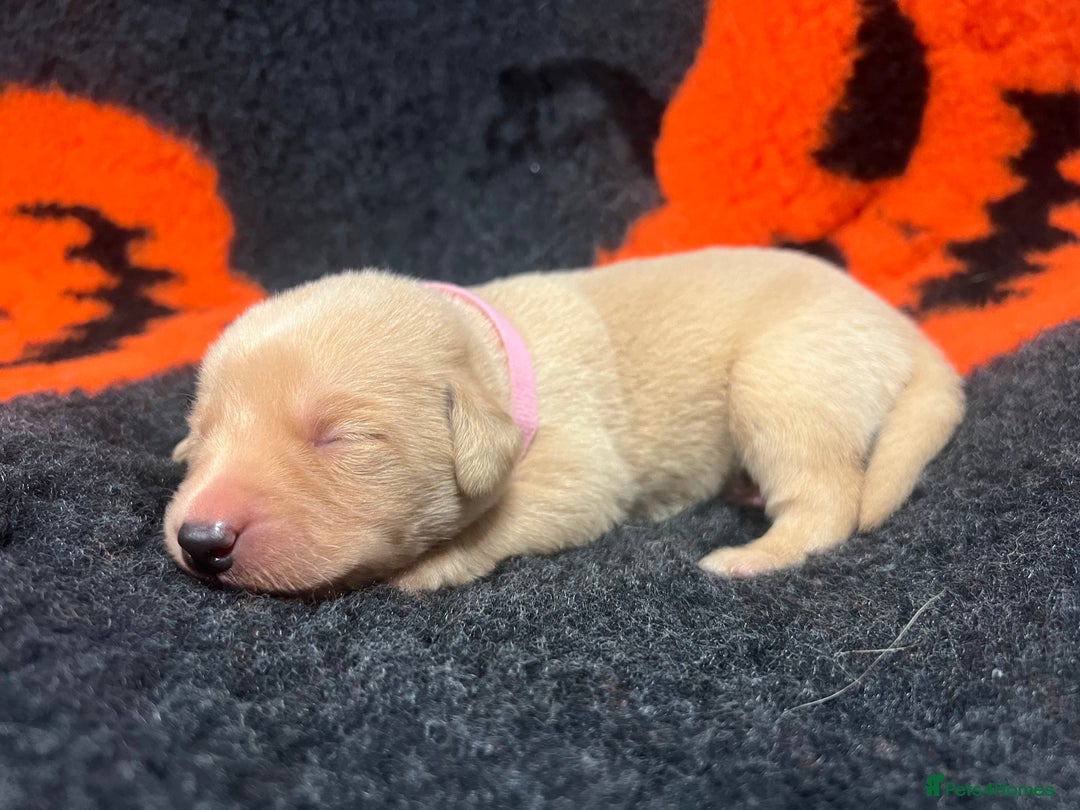 Labrador Retriever dogs for sale: 2 Labrador Retrievers girls left  - Advert 19