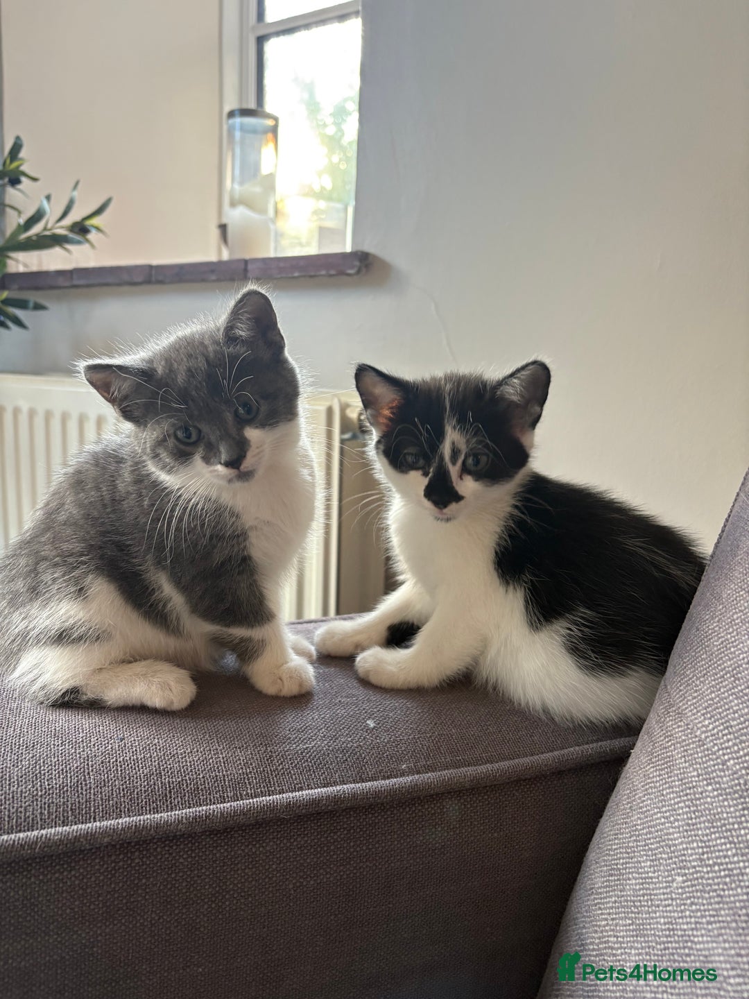 Ragdoll cats for sale: Beautiful Half Ragdoll Kittens - Image 2