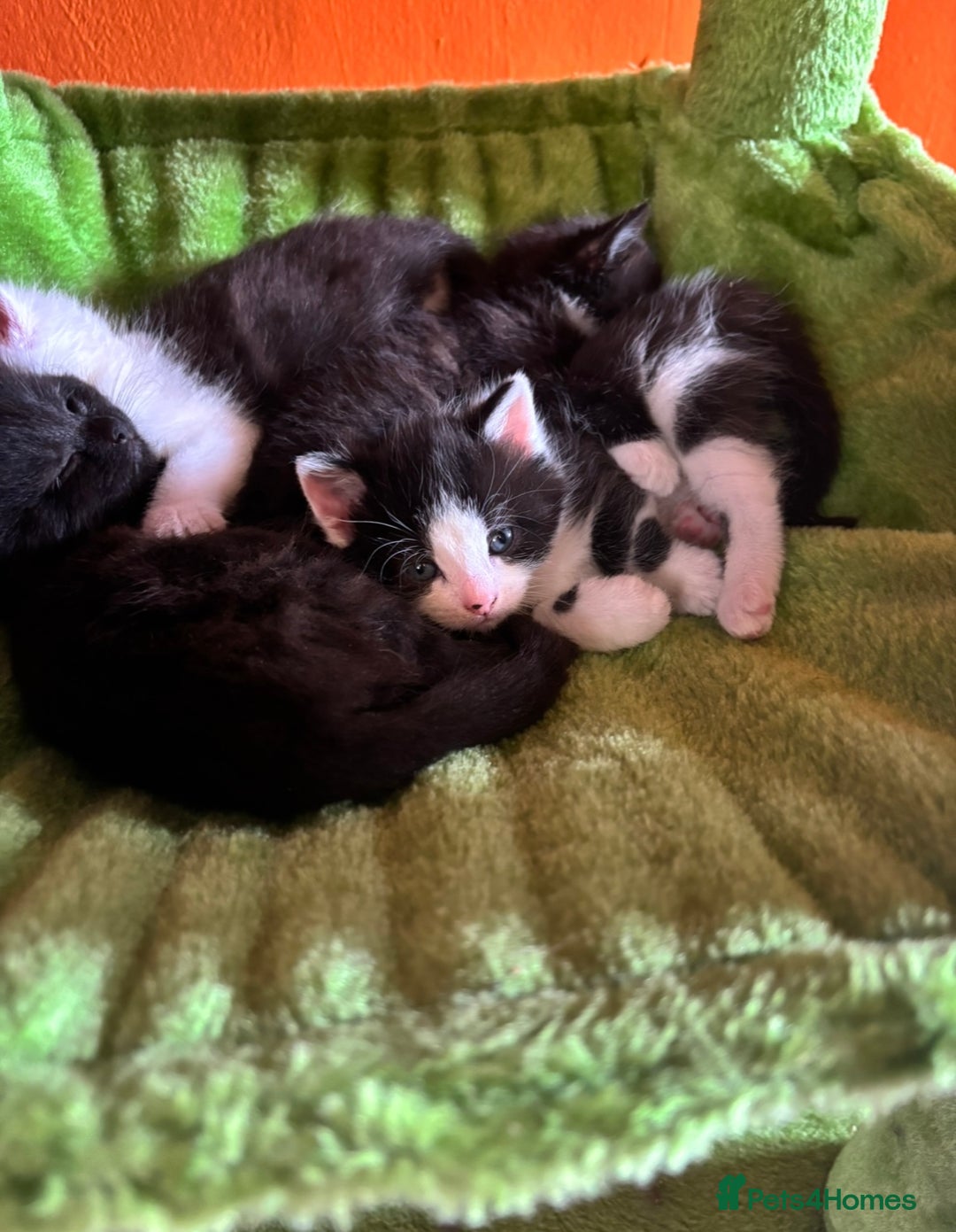 British Shorthair cats for sale: Gorgeous kittens ready for their forever home in Saint Helens - Image 14