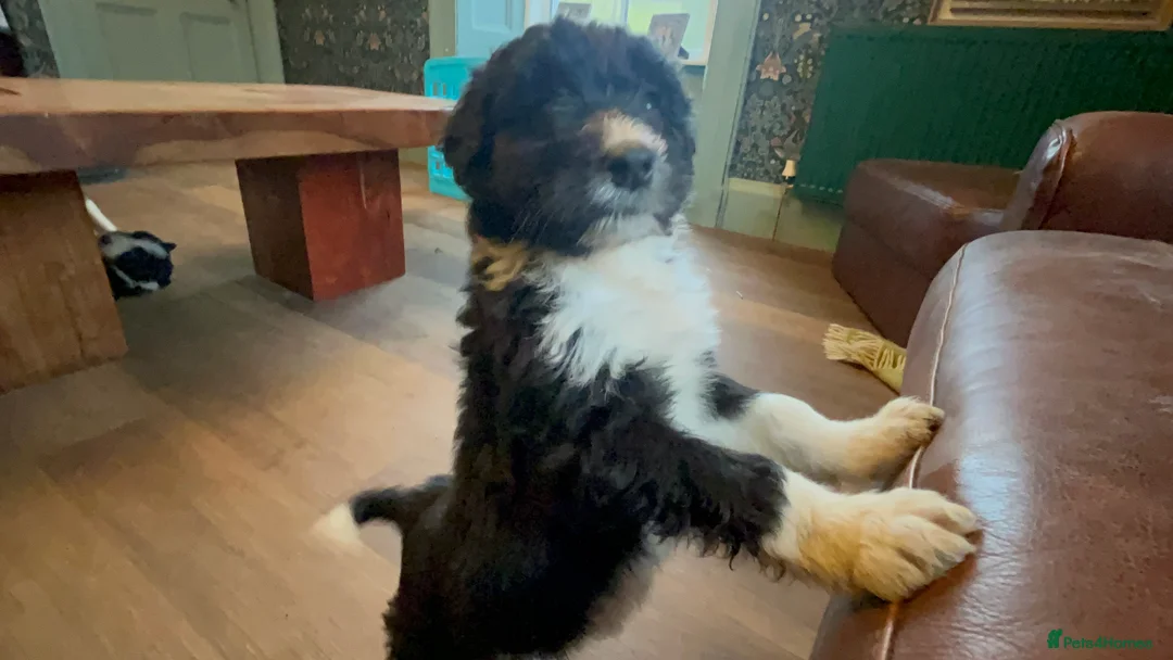 Bordoodle dogs for sale: Gorgeous Collie x poodle pups  - Advert 10