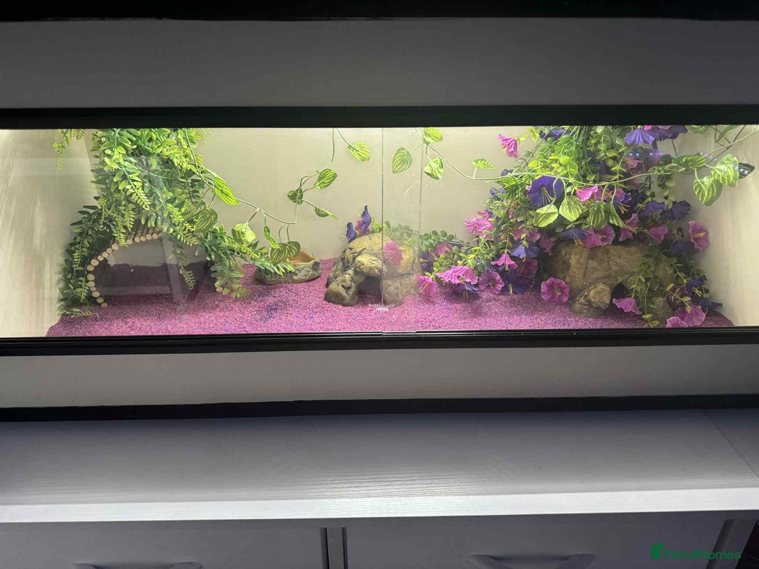 Gecko reptiles for sale: Leapord gecko for sale!! - Advert 2