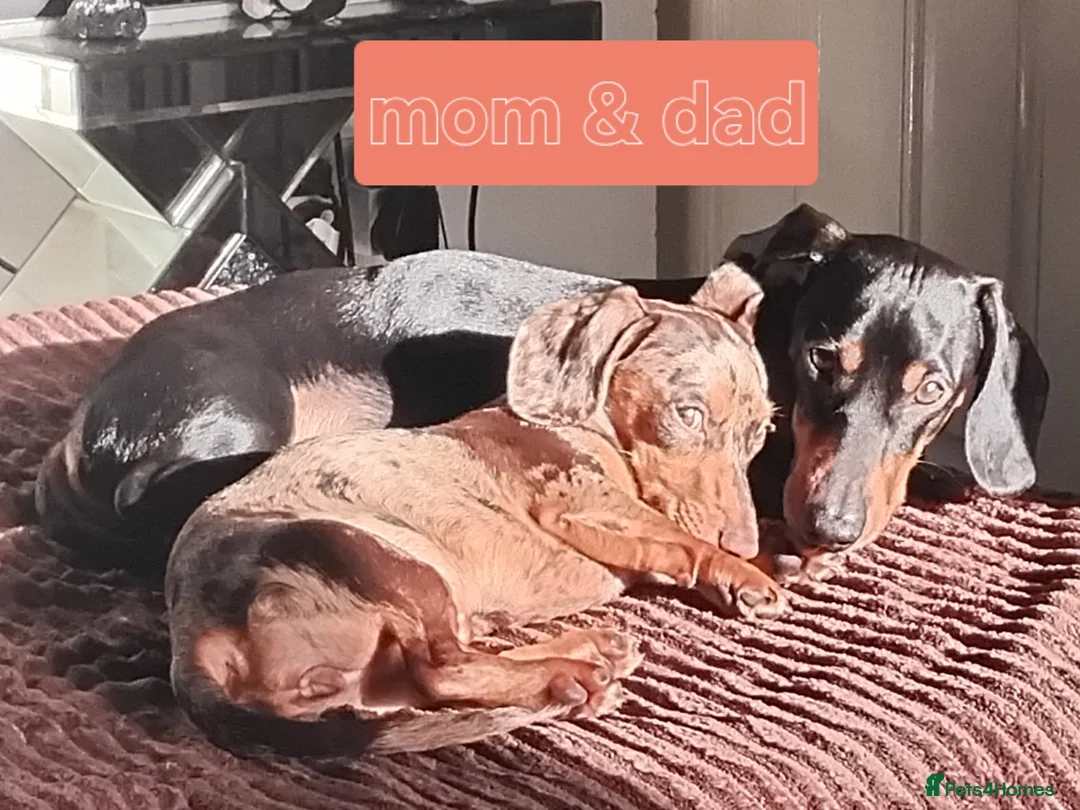 Dachshund dogs for sale: Silver dapple,black n tan ,chocolate tan - Advert 1