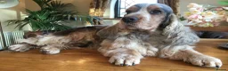 Poodle dogs for sale: Show Cockapoo F1 puppies due in 4 weeks  - Advert 7