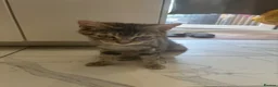 Mixed Breed cats for sale: Adorable Kittens for Sale in Thornton Heath - Advert 8