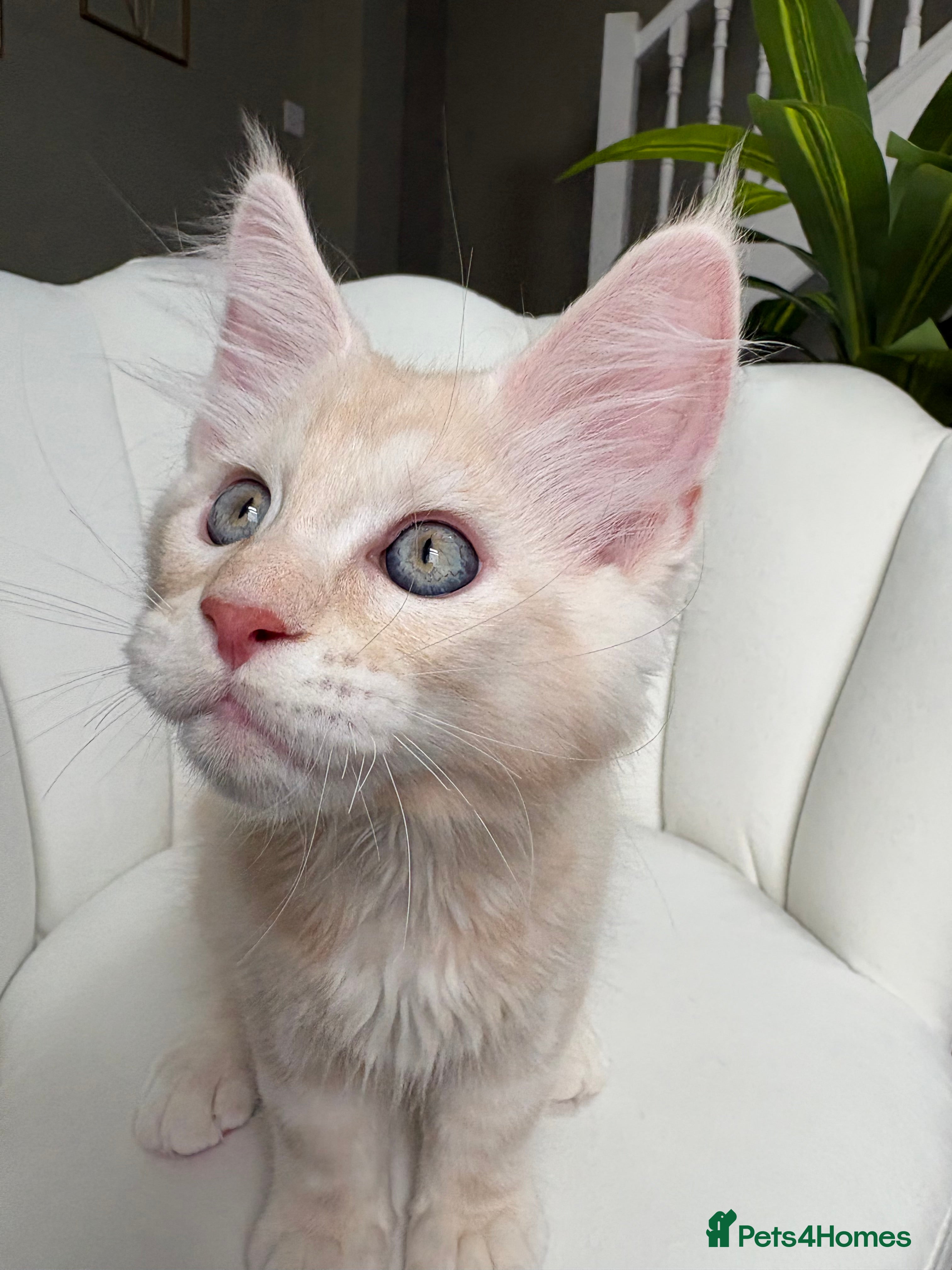 Maine Coon cats Stunning Ginger Maine Coon Kittens 🔥 - Advert 2