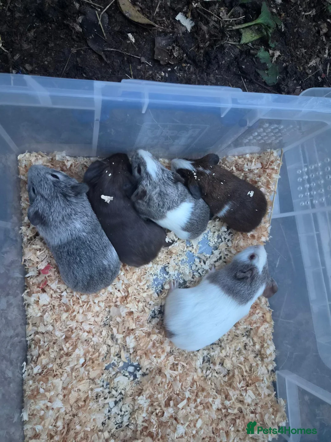 Guinea Pig rodents for sale: 5 baby male guinea pigs for sale £25 each  in Manchester - Advert 2