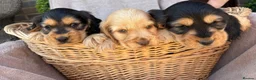 Cocker Spaniel dogs for sale: Stunning show Type cocker spaniel puppies  - Advert 10