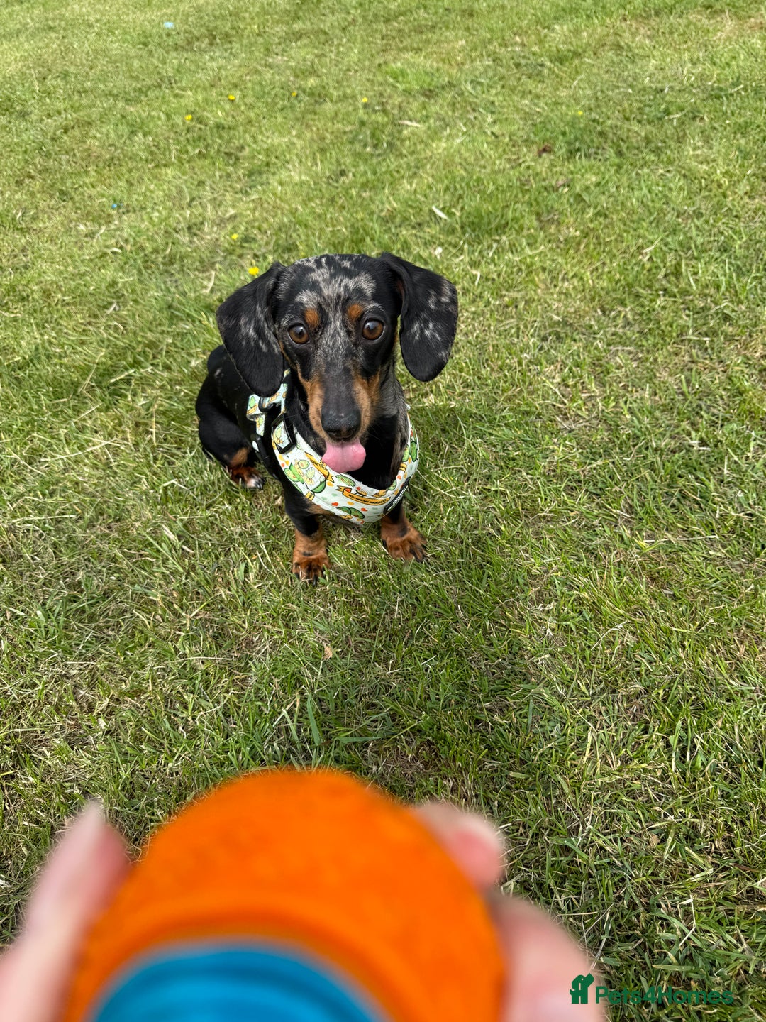 Miniature Dachshund dogs for sale: Miniature Dachshund - dapple  - Image 3