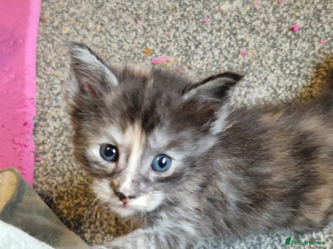 Maine Coon cats for sale: Stunning Maine Coon kittens - Image 6