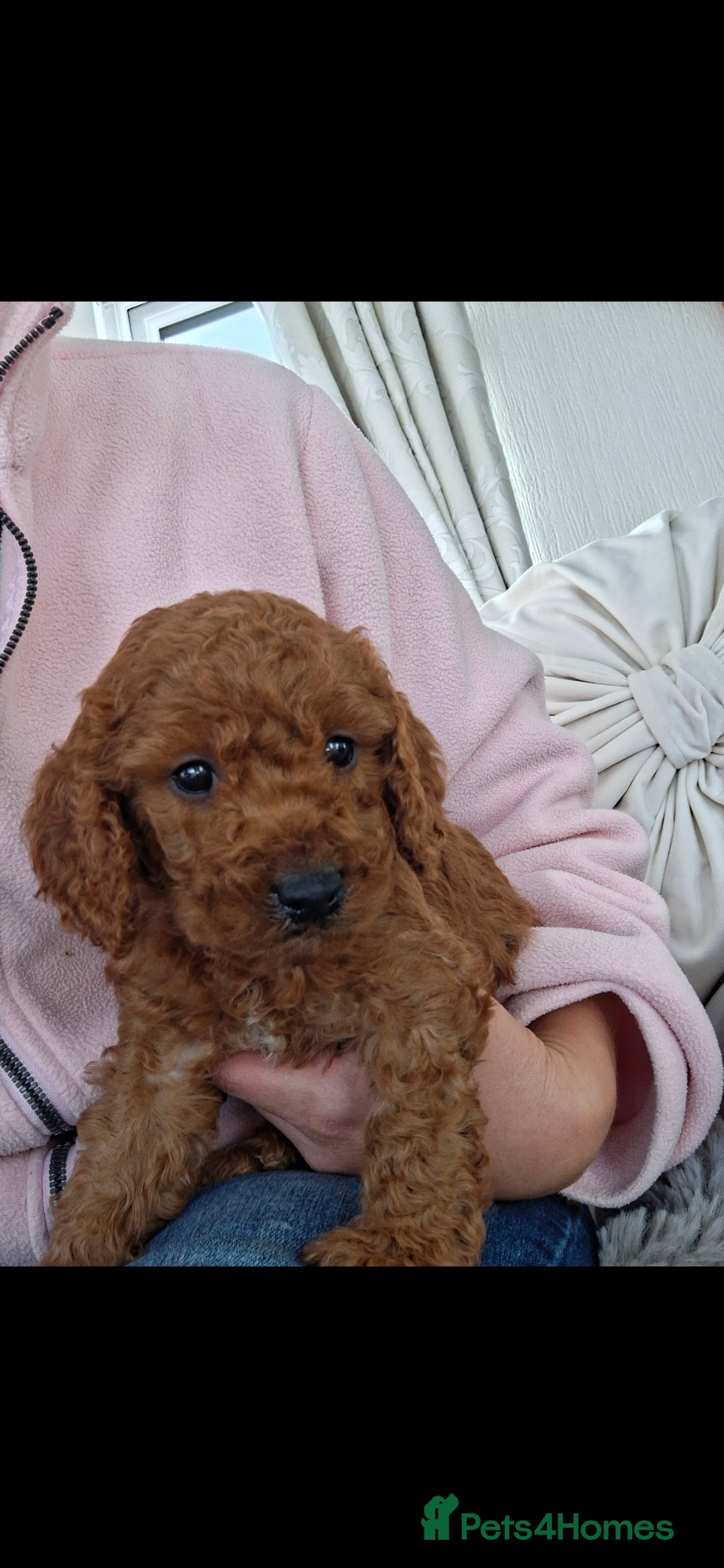 Cockapoo dogs RED F1 COCKAPOOS  - Advert 2