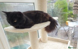 Mixed Breed cats for sale: Tabby Kittens 3 female 1 boy - Image 11
