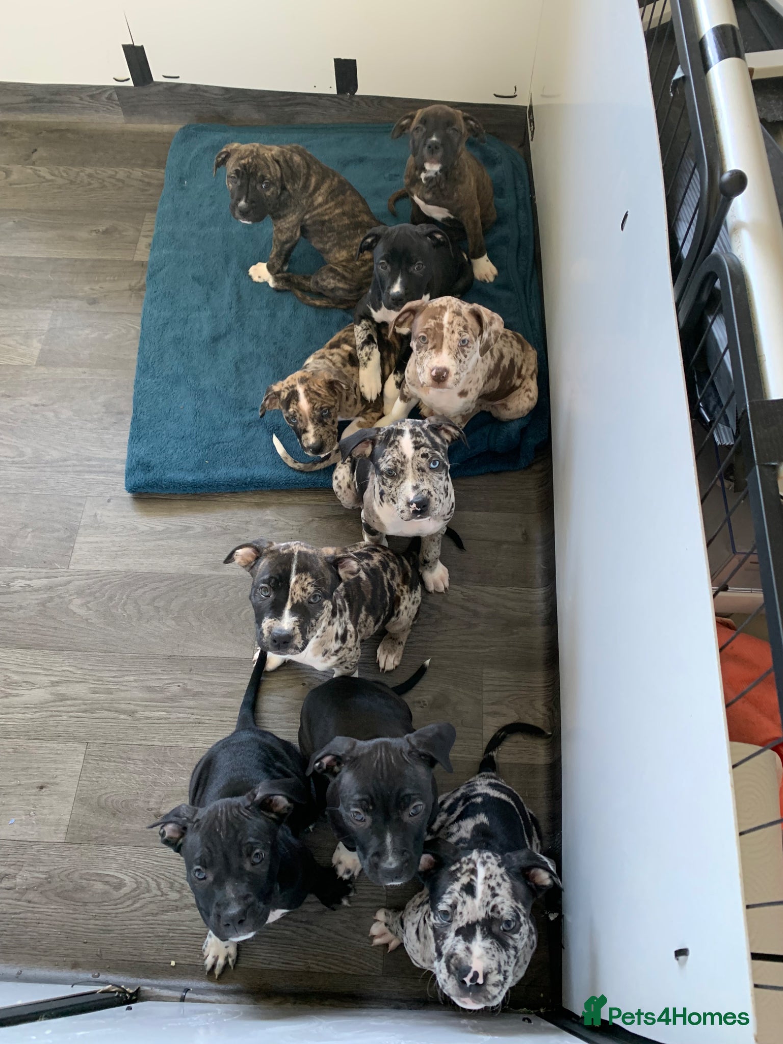 Mixed Breed dogs American Staffordshire Terrier Cross Puppies - Advert 1