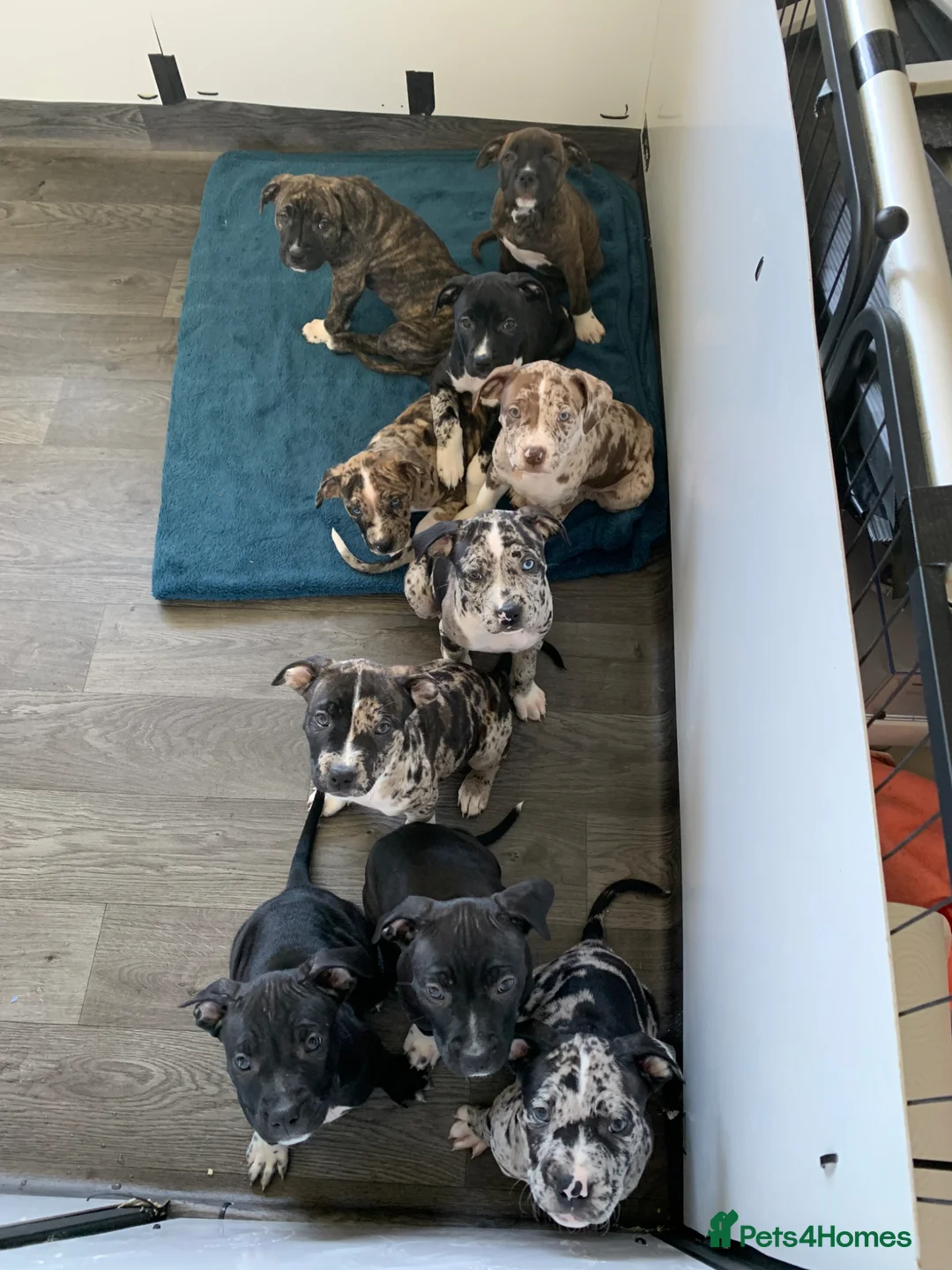 Mixed Breed dogs for sale: American Staffordshire Terrier Cross Puppies - Advert 1