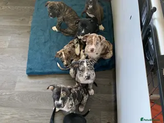 Mixed Breed dogs American Staffordshire Terrier Cross Puppies - Advert 1