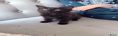 Fluffy black girl